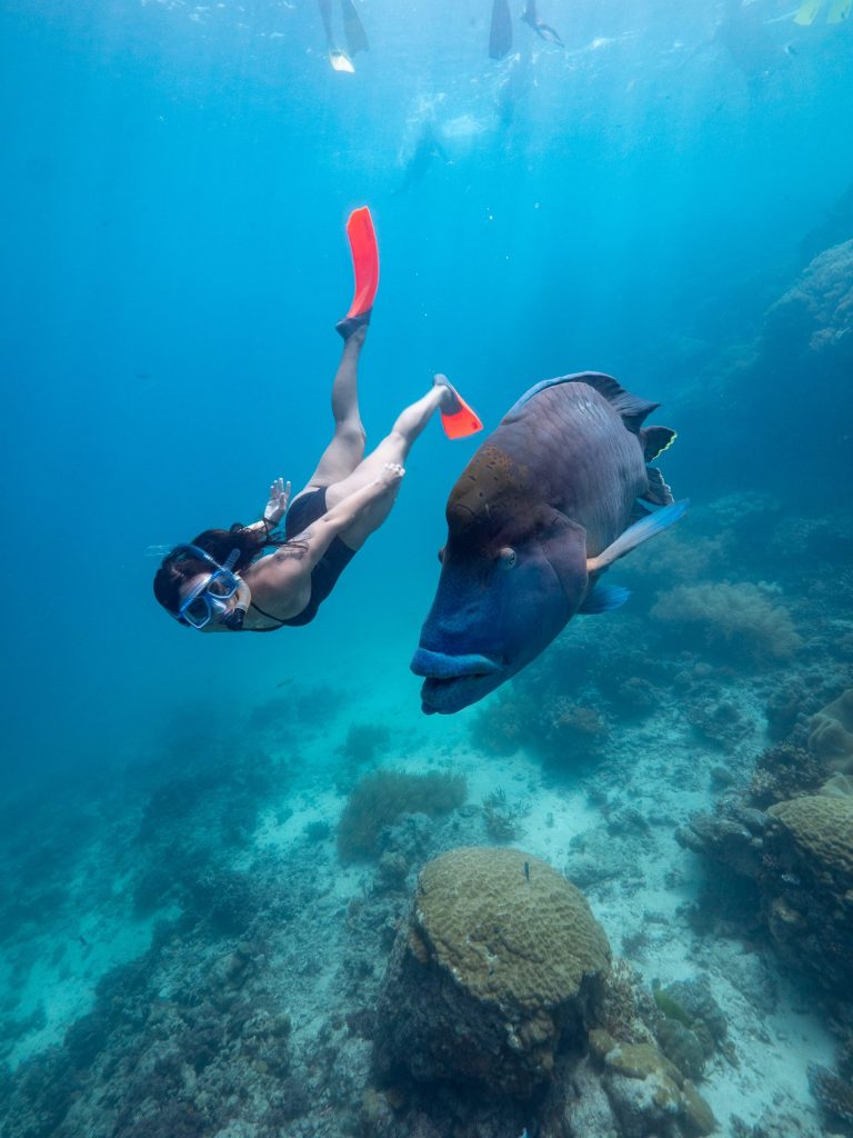 Reef Magic-maori-wrasse-snorkel-diving-great-barrier-reef-gallery